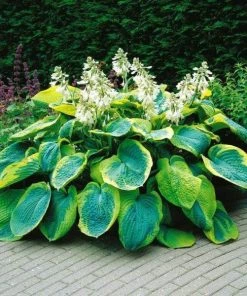 Garden Goods Direct Hosta Frances Williams