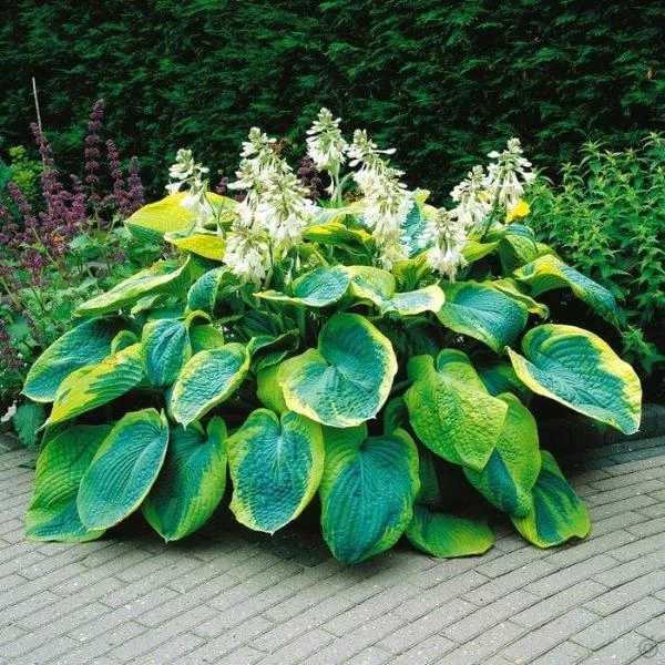 Garden Goods Direct Hosta Frances Williams 1 Garden Goods Direct Hosta Frances Williams