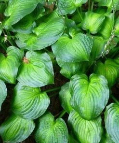 Garden Goods Direct Hosta Guacamole