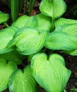 Garden Goods Direct Hosta Guacamole