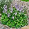 Garden Goods Direct Hosta Patriot