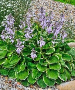 Garden Goods Direct Hosta Patriot