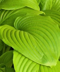 Garden Goods Direct Perennials Hosta 'Sum And Substance'