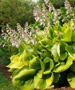 Garden Goods Direct Perennials Hosta 'Sum And Substance'