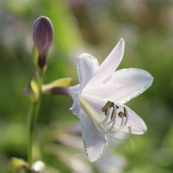 Garden Goods Direct Perennials Hosta Francee 4 Garden Goods Direct Perennials Hosta Francee