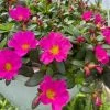 Garden Goods Direct Portulaca Fuchsia