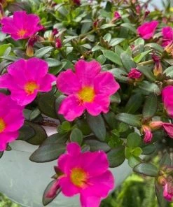 Garden Goods Direct Portulaca Fuchsia