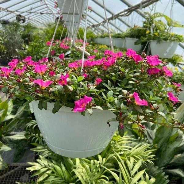 Garden Goods Direct Portulaca Fuchsia 3 Garden Goods Direct Portulaca Fuchsia