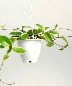 Garden Goods Direct House Plants Hoya Krimson Queen