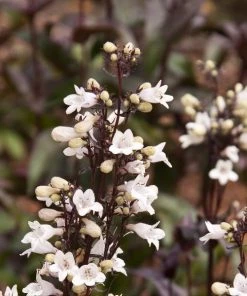 Garden Goods Direct Perennials Penstemon Husker Red