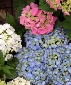 Garden Goods Direct Shrubs L.A. Dreamin'® Hydrangea 6 Garden Goods Direct Shrubs L.A. Dreamin'® Hydrangea