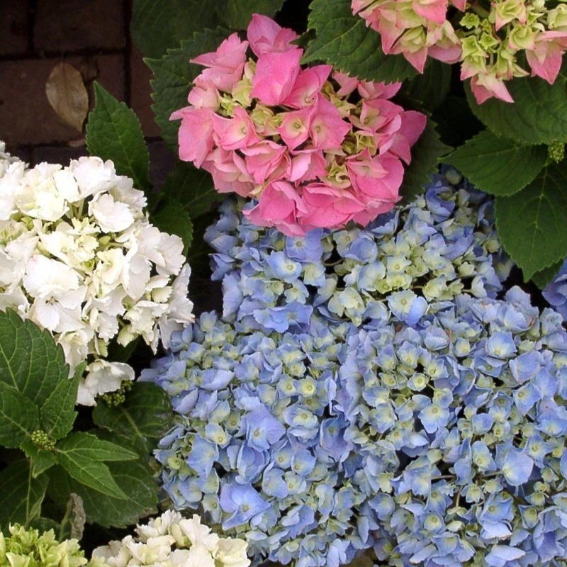 Garden Goods Direct Shrubs L.A. Dreamin'® Hydrangea 3 Garden Goods Direct Shrubs L.A. Dreamin'® Hydrangea
