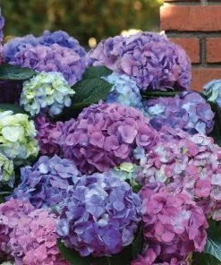 Garden Goods Direct Shrubs L.A. Dreamin'® Hydrangea