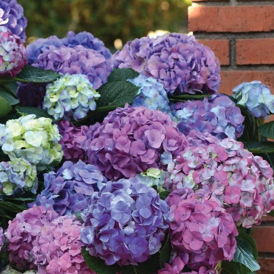 Garden Goods Direct Shrubs L.A. Dreamin'® Hydrangea 2 Garden Goods Direct Shrubs L.A. Dreamin'® Hydrangea