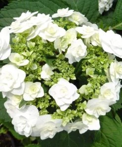 Garden Goods Direct Wedding Gown Hydrangea Shrubs