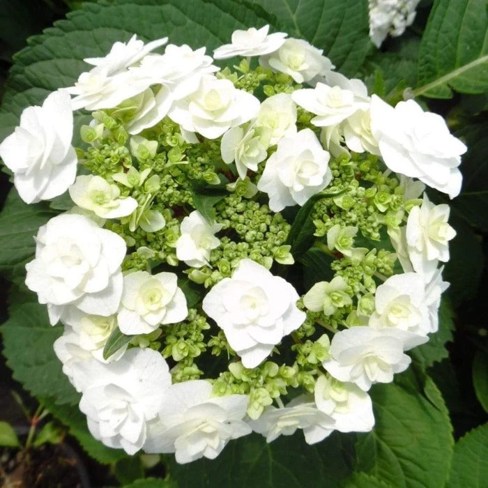 Garden Goods Direct Wedding Gown Hydrangea Shrubs 1 Garden Goods Direct Wedding Gown Hydrangea Shrubs