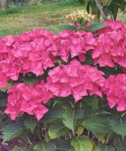 Garden Goods Direct Shrubs Magical Ruby Red Hydrangea