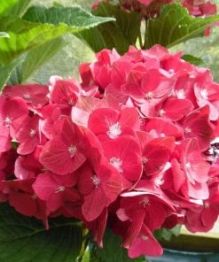 Garden Goods Direct Shrubs Magical Ruby Red Hydrangea