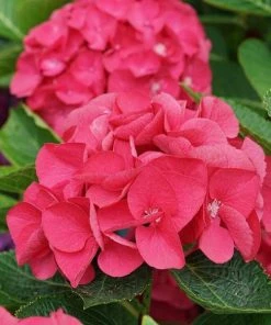 Garden Goods Direct Proven Winners® Color Choice® Wee Bit Giddy® Hydrangea Shrubs 6 Garden Goods Direct Proven Winners® Color Choice® Wee Bit Giddy® Hydrangea Shrubs