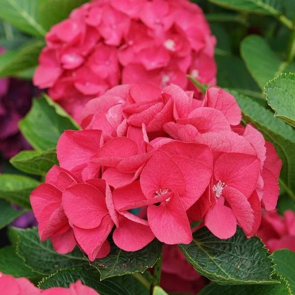 Garden Goods Direct Proven Winners® Color Choice® Wee Bit Giddy® Hydrangea Shrubs 3 Garden Goods Direct Proven Winners® Color Choice® Wee Bit Giddy® Hydrangea Shrubs