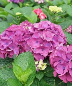 Garden Goods Direct Proven Winners® Color Choice® Wee Bit Giddy® Hydrangea Shrubs 7 Garden Goods Direct Proven Winners® Color Choice® Wee Bit Giddy® Hydrangea Shrubs