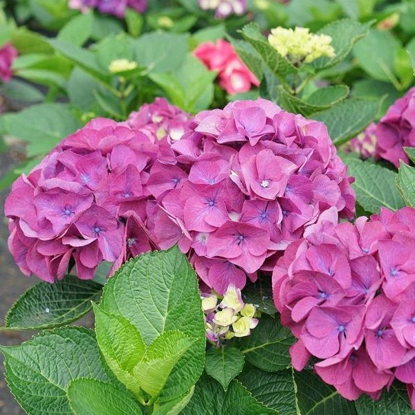 Garden Goods Direct Proven Winners® Color Choice® Wee Bit Giddy® Hydrangea Shrubs 4 Garden Goods Direct Proven Winners® Color Choice® Wee Bit Giddy® Hydrangea Shrubs