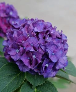 Garden Goods Direct Shrubs Proven Winners® Color Choice® Wee Bit Grumpy® Hydrangea