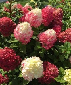 Garden Goods Direct Proven Winners® Color Choice® Little Lime Punch® Hydrangea Shrubs