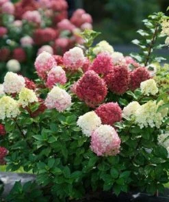 Garden Goods Direct Proven Winners® Color Choice® Little Lime Punch® Hydrangea Shrubs
