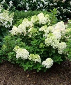 Garden Goods Direct Proven Winners® Color Choice® Little Lime Punch® Hydrangea Shrubs