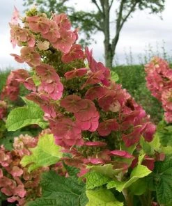 Garden Goods Direct Ruby Slippers Hydrangea Shrubs