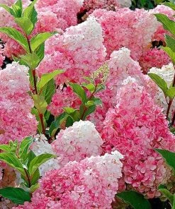 Garden Goods Direct Shrubs First Editions® Vanilla Strawberry™ Hydrangea 7 Garden Goods Direct Shrubs First Editions® Vanilla Strawberry™ Hydrangea