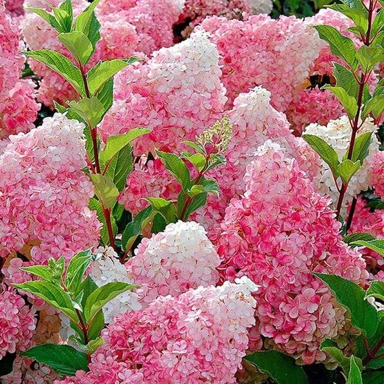 Garden Goods Direct Shrubs First Editions® Vanilla Strawberry™ Hydrangea 4 Garden Goods Direct Shrubs First Editions® Vanilla Strawberry™ Hydrangea