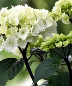 Garden Goods Direct Shrubs Onyx Zebra Hydrangea