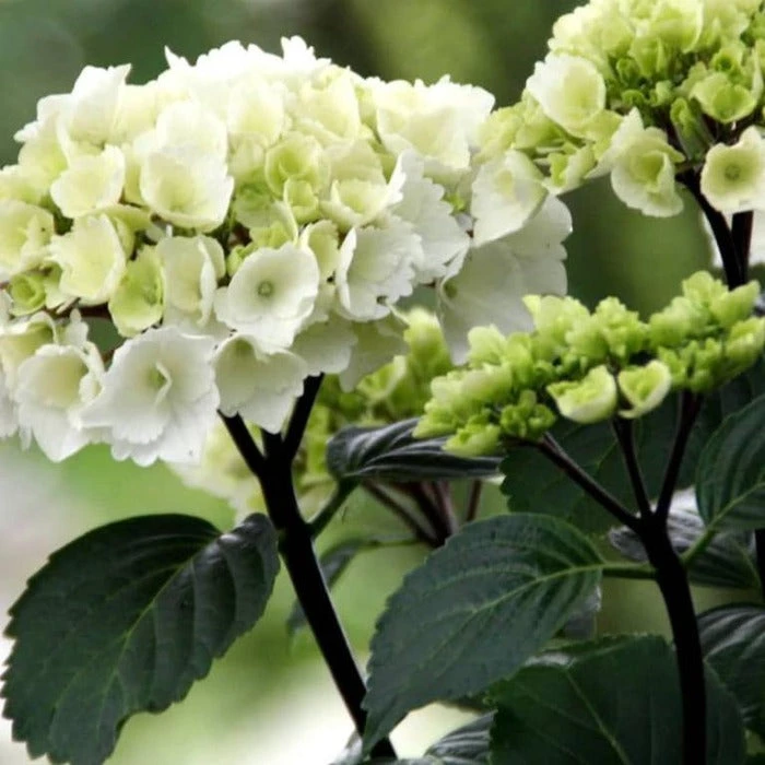 Garden Goods Direct Shrubs Onyx Zebra Hydrangea 2 Garden Goods Direct Shrubs Onyx Zebra Hydrangea