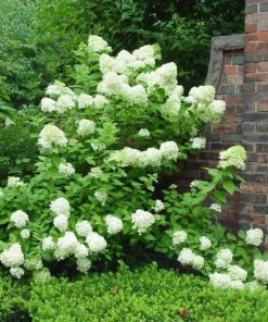 Garden Goods Direct Limelight Hydrangea 6 Garden Goods Direct Limelight Hydrangea