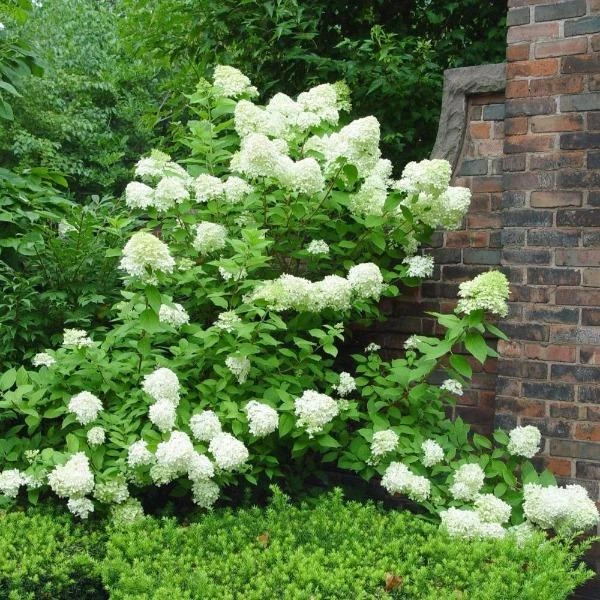 Garden Goods Direct Limelight Hydrangea 3 Garden Goods Direct Limelight Hydrangea