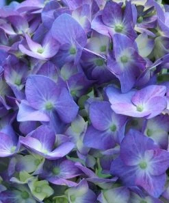 Garden Goods Direct Proven Winners® Color Choice® Let's Dance® Blue Jangles® Hydrangea Shrubs 6 Garden Goods Direct Proven Winners® Color Choice® Let's Dance® Blue Jangles® Hydrangea Shrubs