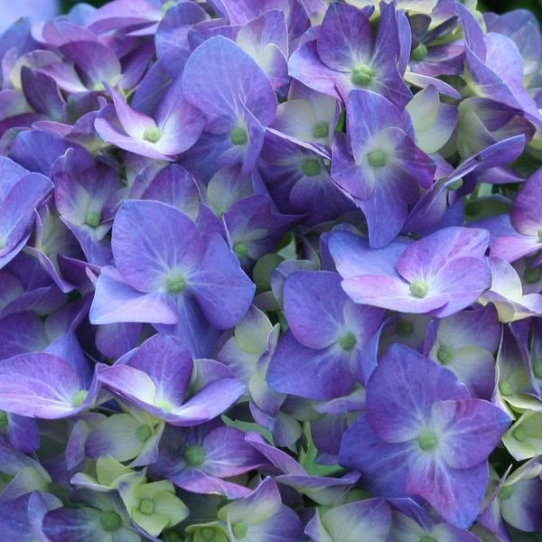 Garden Goods Direct Proven Winners® Color Choice® Let's Dance® Blue Jangles® Hydrangea Shrubs 3 Garden Goods Direct Proven Winners® Color Choice® Let's Dance® Blue Jangles® Hydrangea Shrubs
