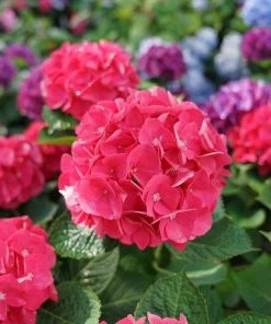 Garden Goods Direct Proven Winners® Color Choice® Wee Bit Giddy® Hydrangea Shrubs