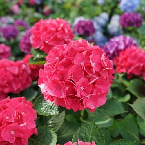 Garden Goods Direct Proven Winners® Color Choice® Wee Bit Giddy® Hydrangea Shrubs 1 Garden Goods Direct Proven Winners® Color Choice® Wee Bit Giddy® Hydrangea Shrubs