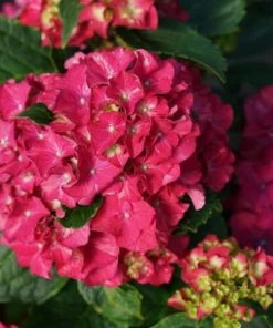 Garden Goods Direct Shrubs Proven Winners® Color Choice® Wee Bit Grumpy® Hydrangea