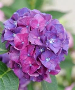 Garden Goods Direct Shrubs Proven Winners® Color Choice® Wee Bit Grumpy® Hydrangea