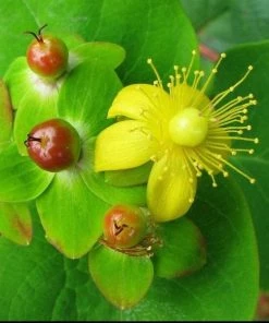 Garden Goods Direct St John's Wort Red Fame