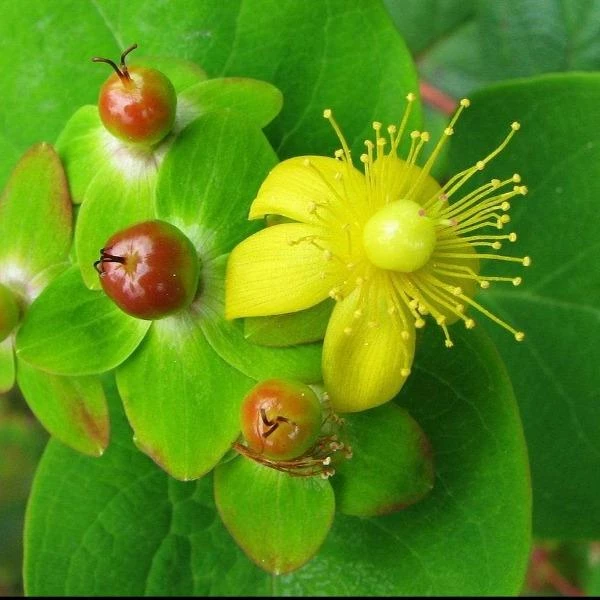 Garden Goods Direct St John's Wort Red Fame 1 Garden Goods Direct St John's Wort Red Fame