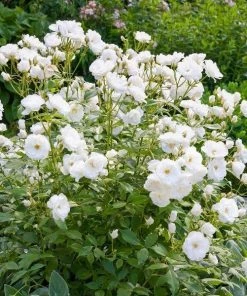 Garden Goods Direct Shrubs Iceberg Rose