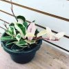 Garden Goods Direct House Plants Hoya Krimson Queen