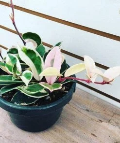 Garden Goods Direct House Plants Hoya Krimson Queen