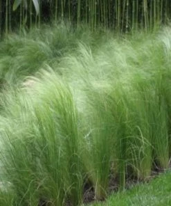 Garden Goods Direct Mexican Feather Grass