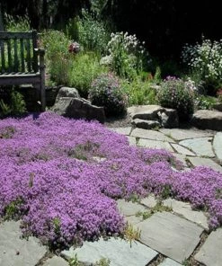 Garden Goods Direct Red Creeping Thyme Perennials 6 Garden Goods Direct Red Creeping Thyme Perennials
